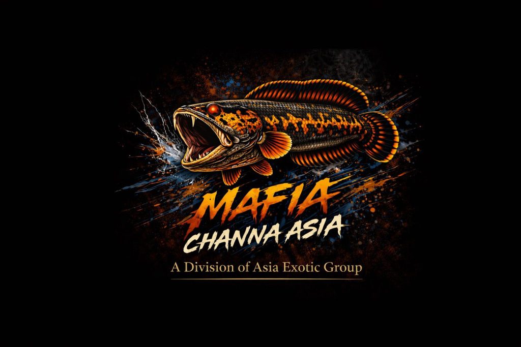 Logo Mafia Channa Asia